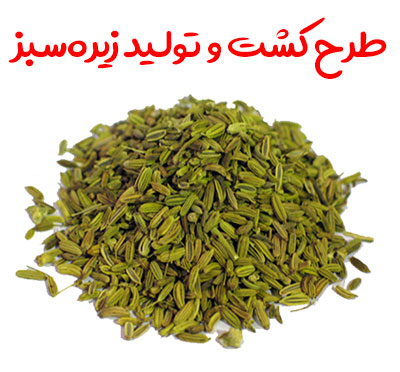 طرح کشت و تولید زیره سبز